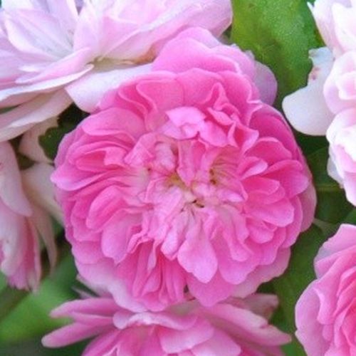 Rozen bestellen en bezorgen - Rosa Belle de Sardaigne™ - zacht geurende roos - Stamroos - Bloemen in trossen  - roze - Dominique Massadhangende kroonvorm - 0